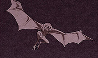 Aperçu du chapitre 129
